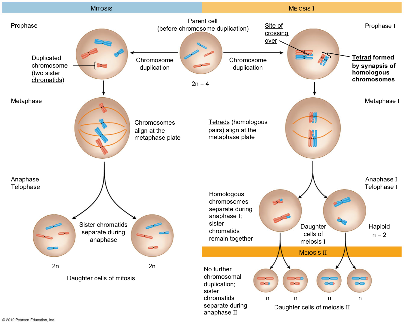 divisi-211-n-meiosis-coggle-diagram-gambaran