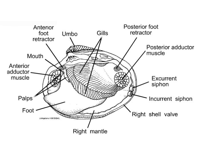 Clam Diagram Labeled