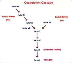 Coagulation Cascade Diagram Simple