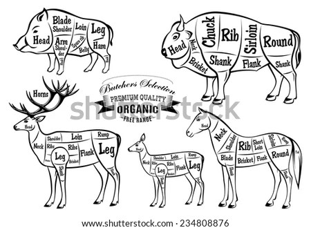 Venison Meat Cuts Diagram Cuts Meat Deer Diagram Venison