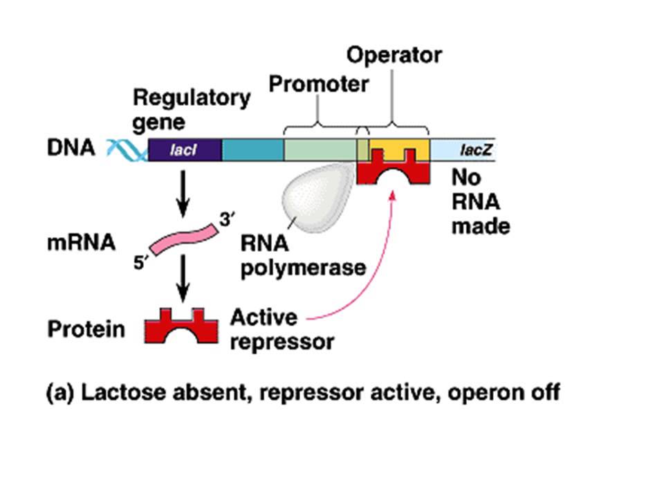 Diagram Of Lac Operon