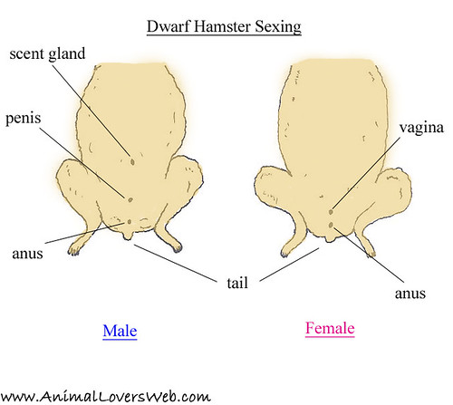 Hamster Skeleton Diagram hamster care diagram 