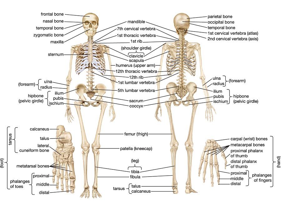 Identify All Indicated Bones In The Diagram Of The Articulated Skeleton