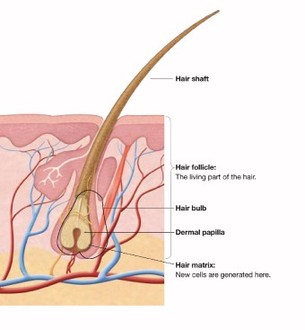 Labeled Hair Follicle Diagram