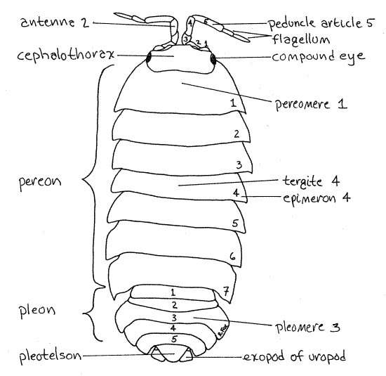 Pillbug Diagram