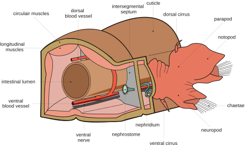 annelid diagram