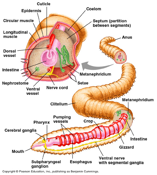annelid diagram