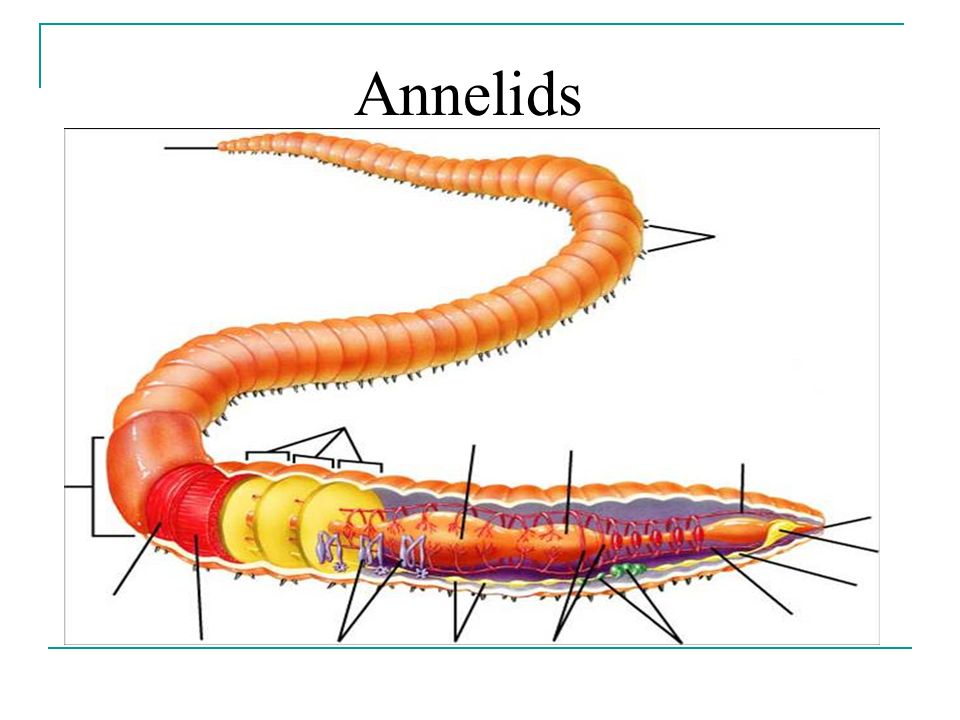 Annelid Diagram
