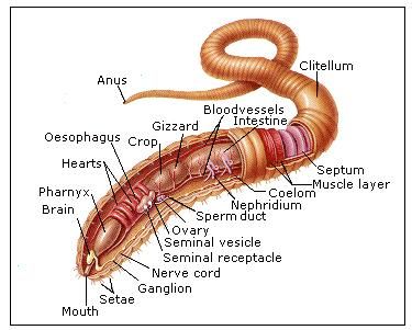 annelid diagram
