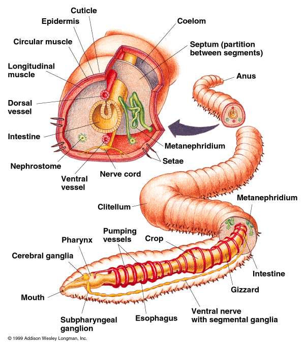 annelid diagram