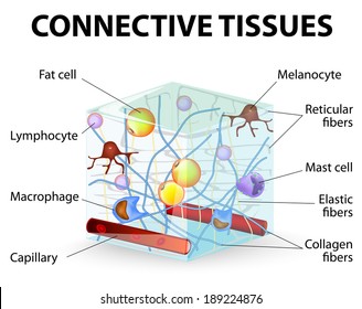 areolar tissue diagram areolar tissue diagram