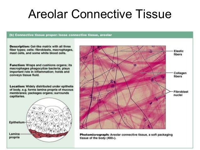 areolar tissue diagram areolar tissue diagram