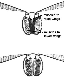 bess beetle diagram