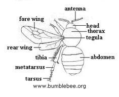 bess beetle diagram