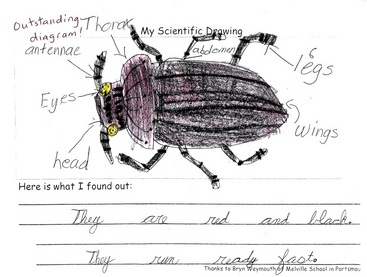 bess beetle diagram