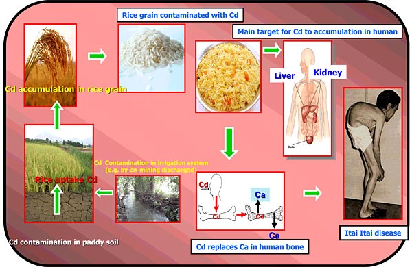 Biomagnification Diagram