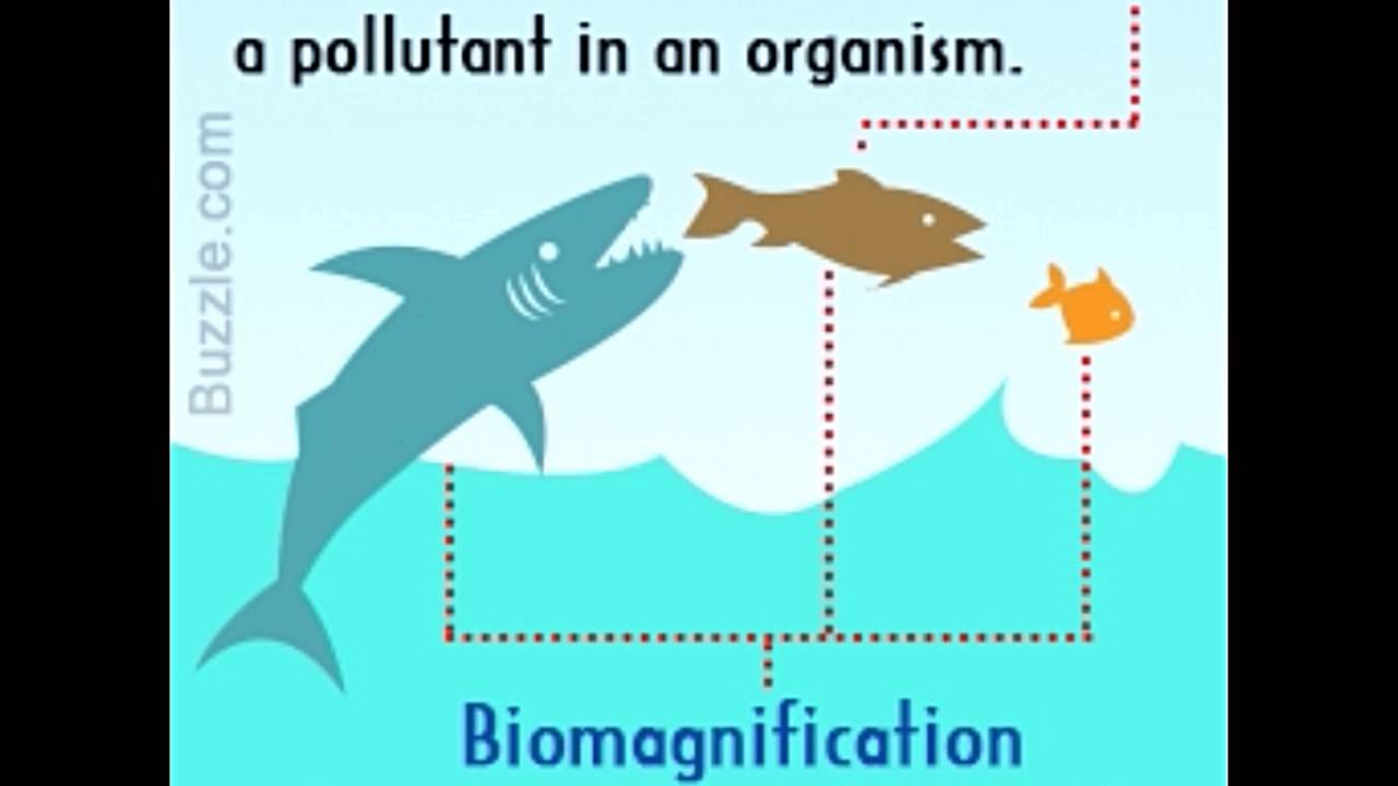 Biomagnification Diagram