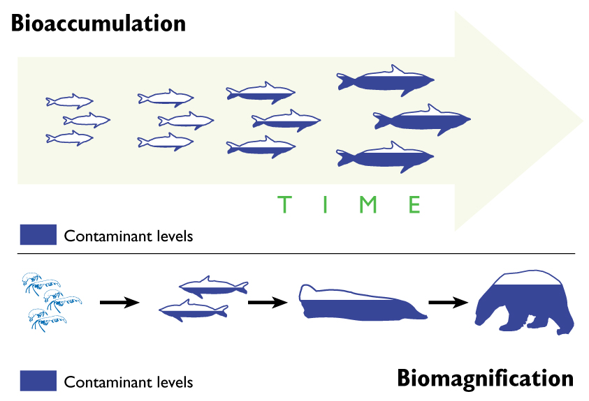 biomagnification diagram