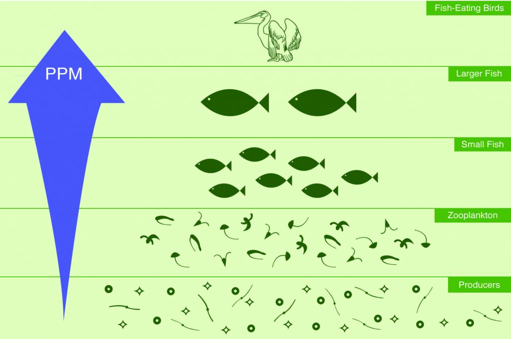 biomagnification diagram