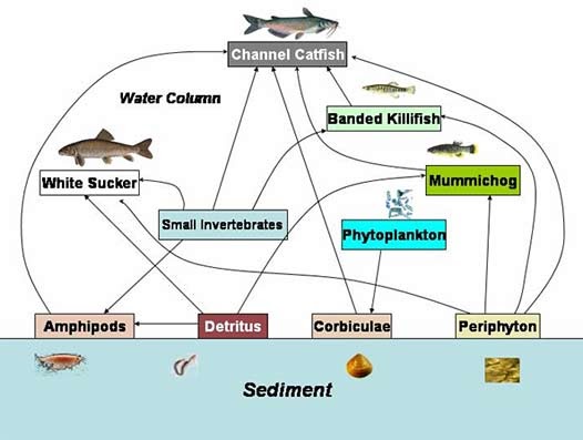 Biomagnification Diagram
