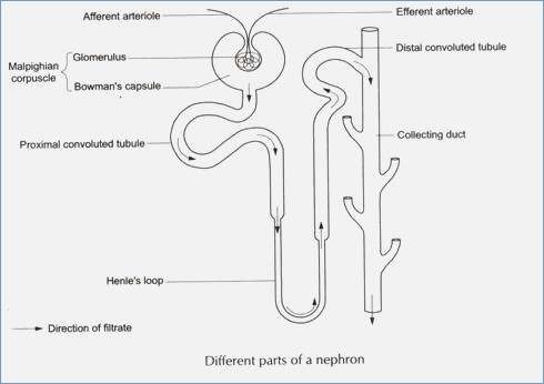 blank nephron diagram blank nephron diagram