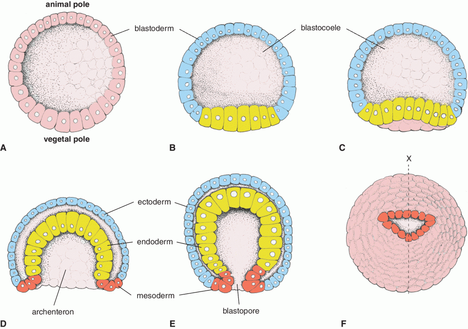 blastula diagram