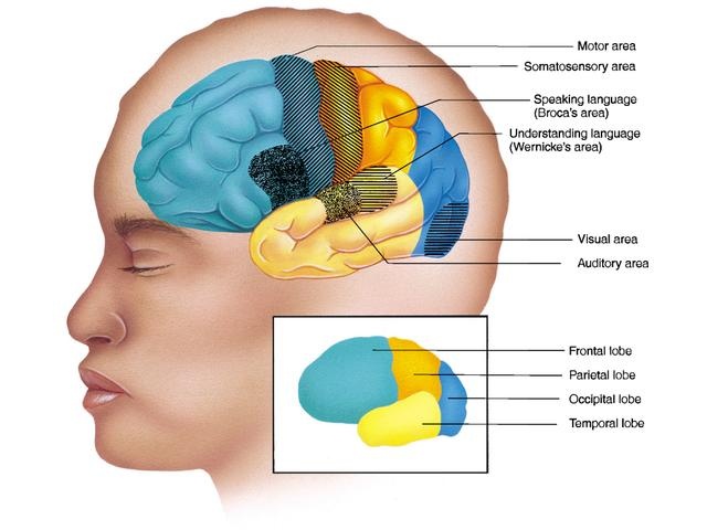 brain-diagram-brocas-area