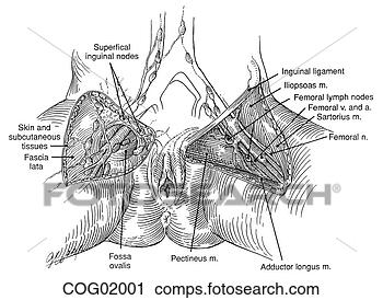 canine lymph nodes diagram