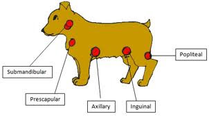 canine lymph nodes diagram