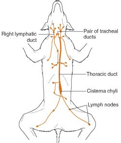 Canine Lymph Nodes Diagram