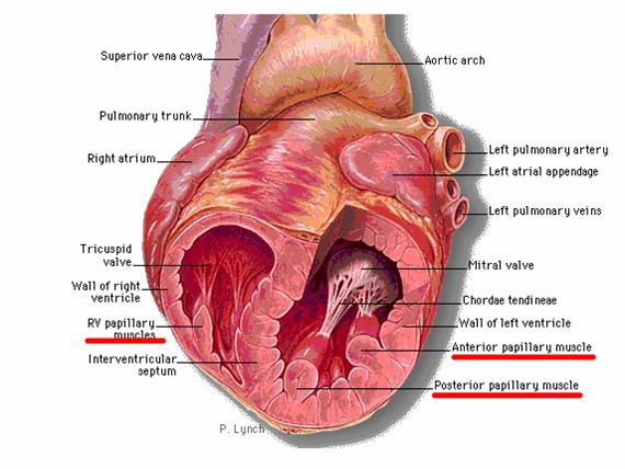 chordae tendineae diagram