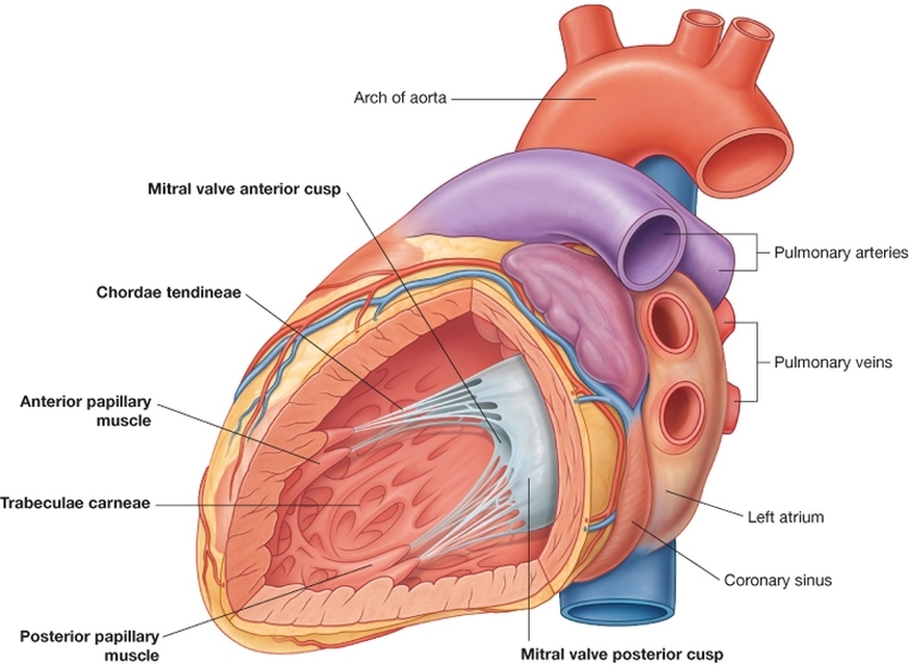 chordae tendineae diagram