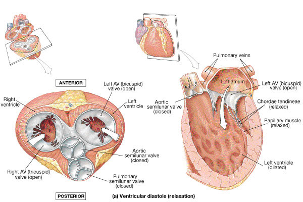 chordae tendineae diagram