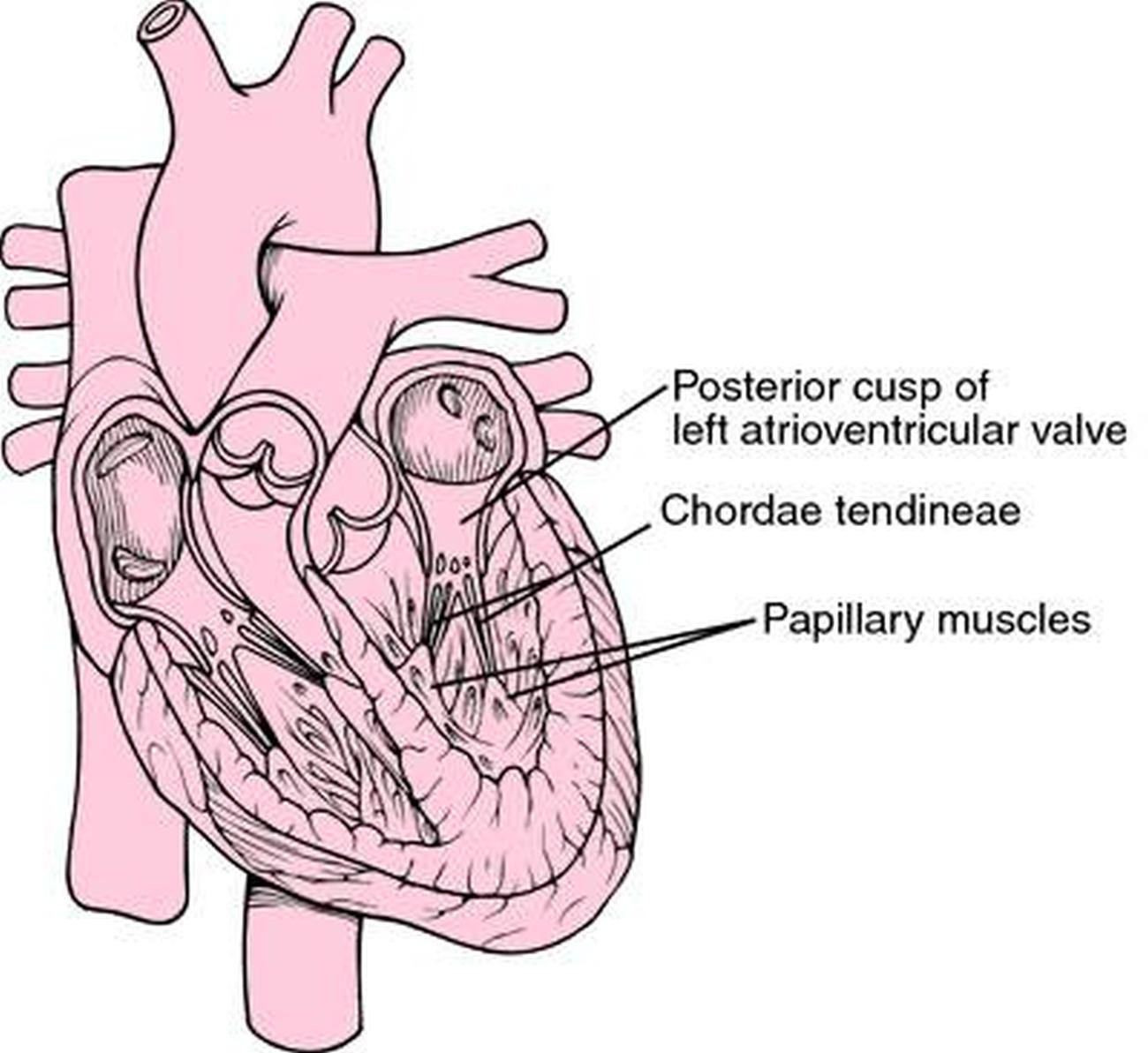 chordae tendineae diagram