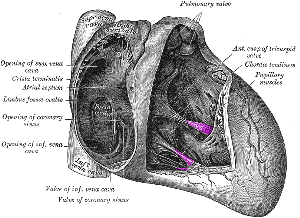 chordae tendineae diagram