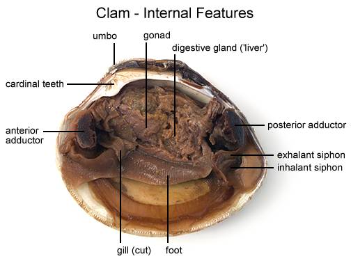 Clam Diagram Labeled