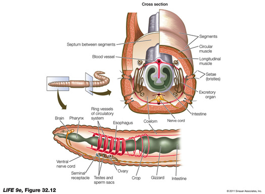 clam worm diagram clam worm diagram