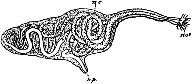 clam worm diagram clam worm diagram