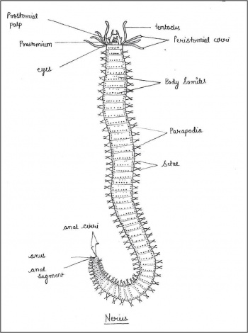 clam worm diagram clam worm diagram