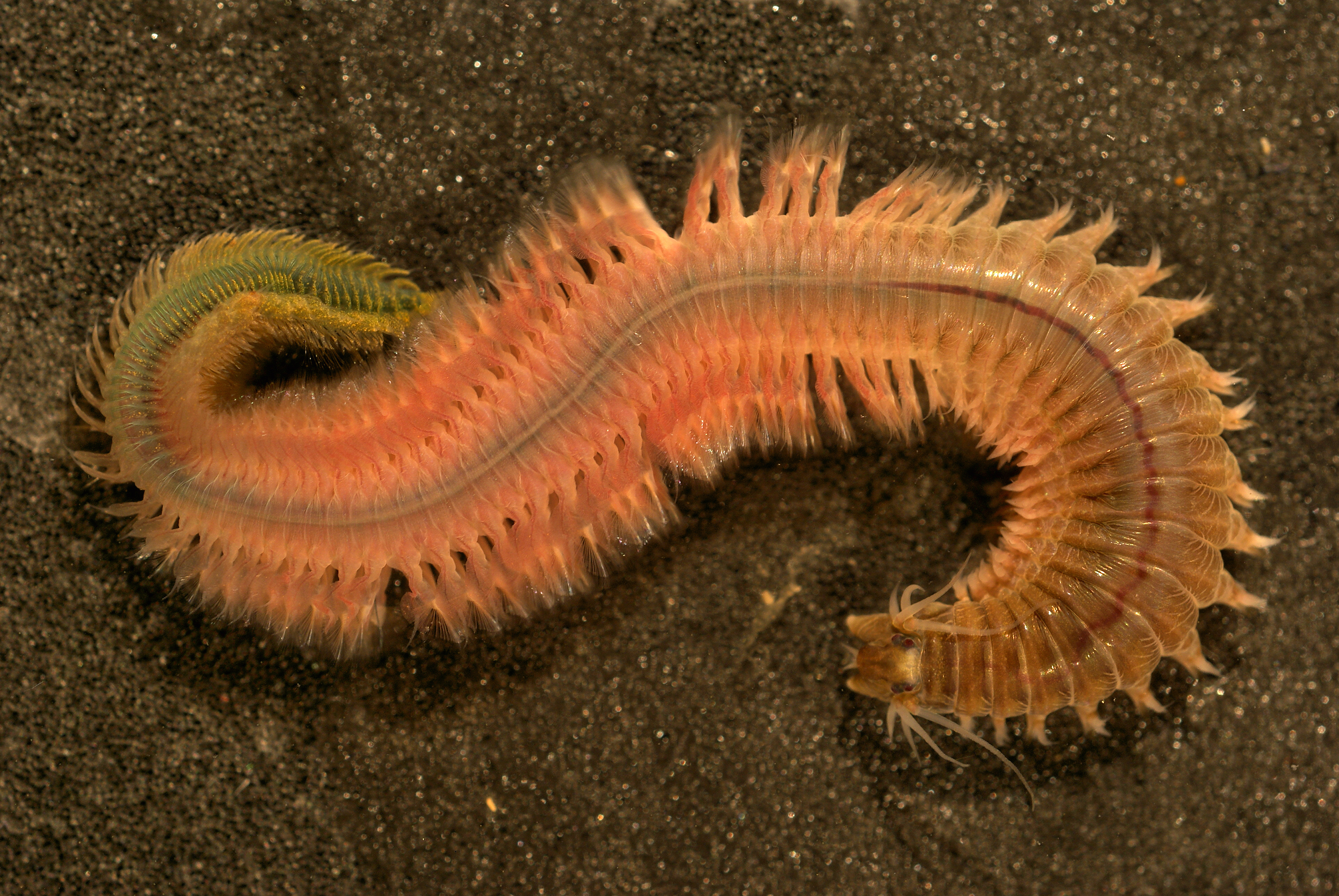 clam worm diagram clam worm diagram