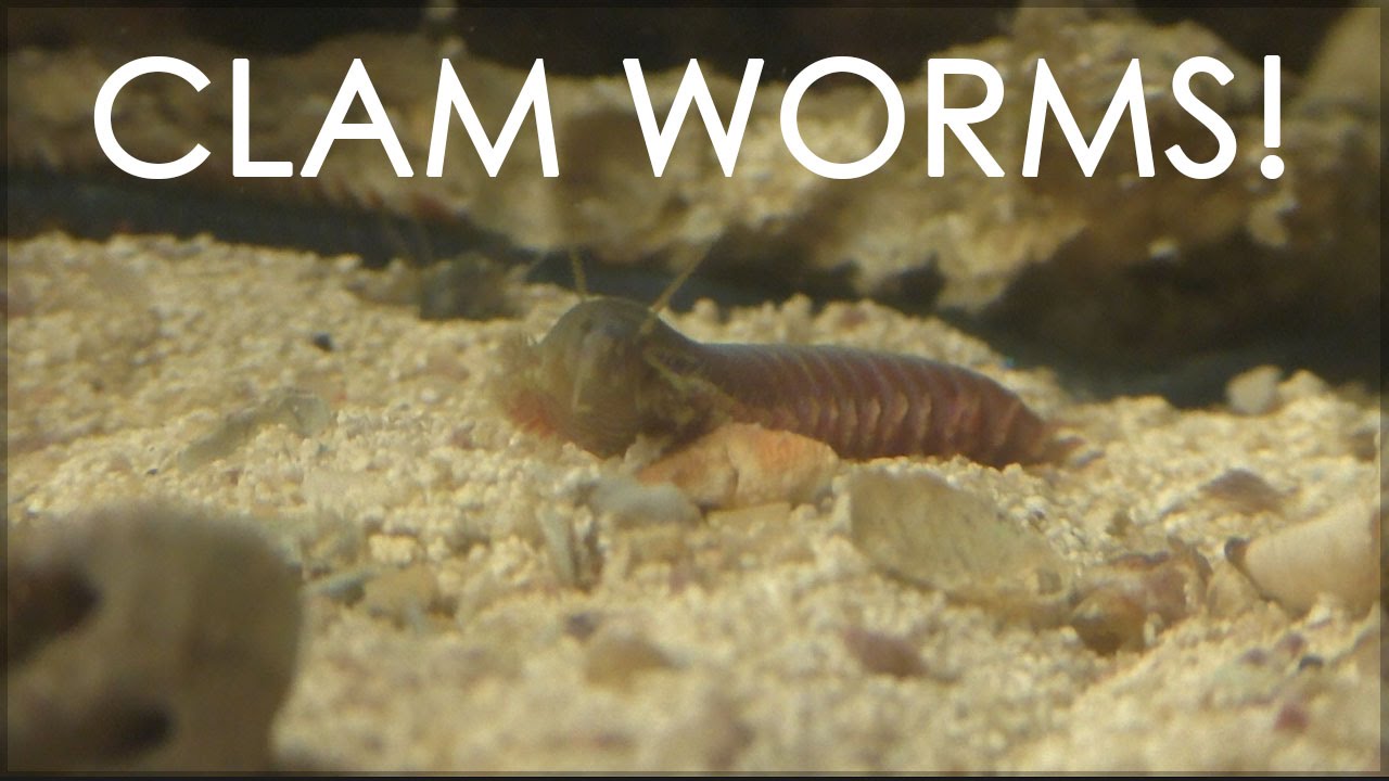 clam worm diagram clam worm diagram