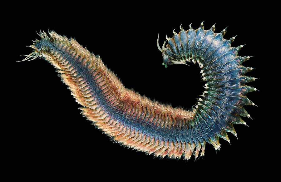 clam worm diagram clam worm diagram
