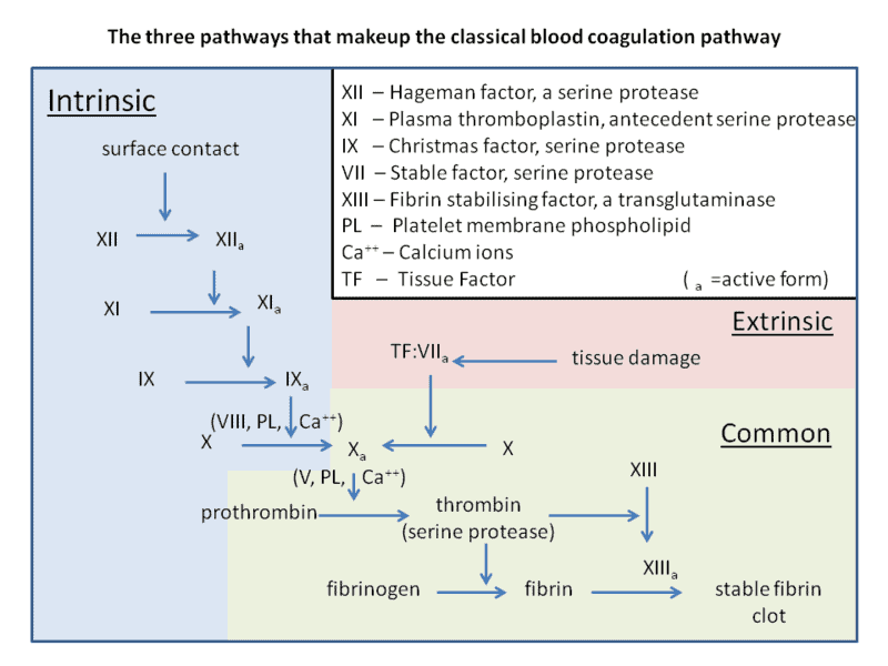 coagulation cascade diagram simple coagulation cascade diagram simple