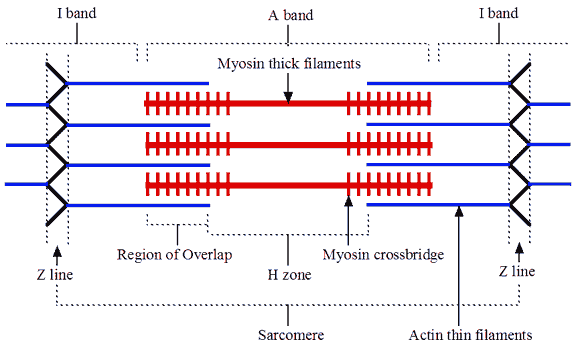contracted sarcomere diagram