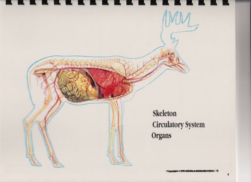 deer vitals diagram deer vitals diagram