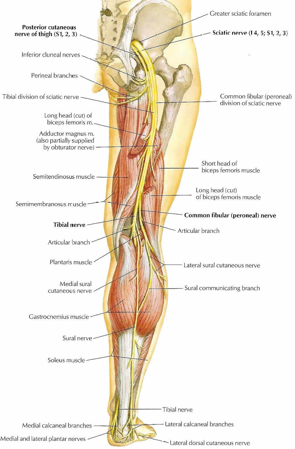 diagram of sciatic nerve pathway