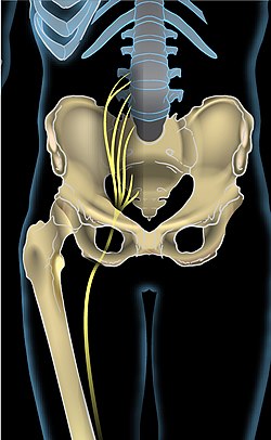 diagram of sciatic nerve pathway