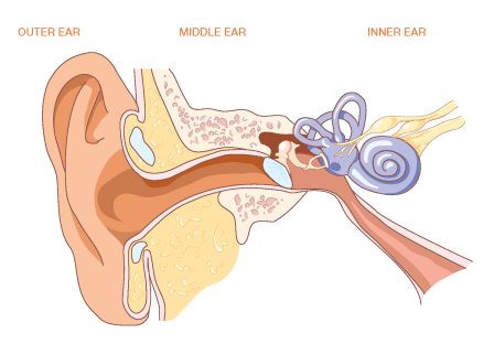 ear diagram unlabeled