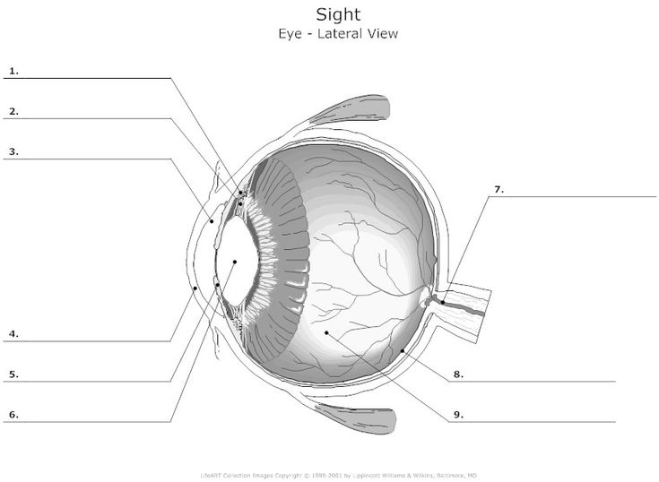 ear diagram unlabeled
