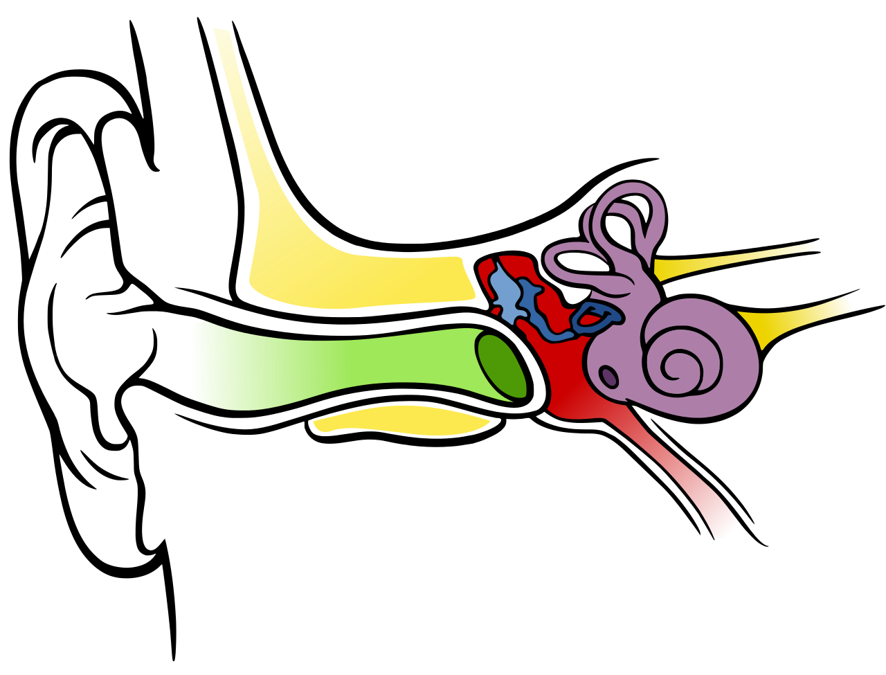 ear diagram unlabeled